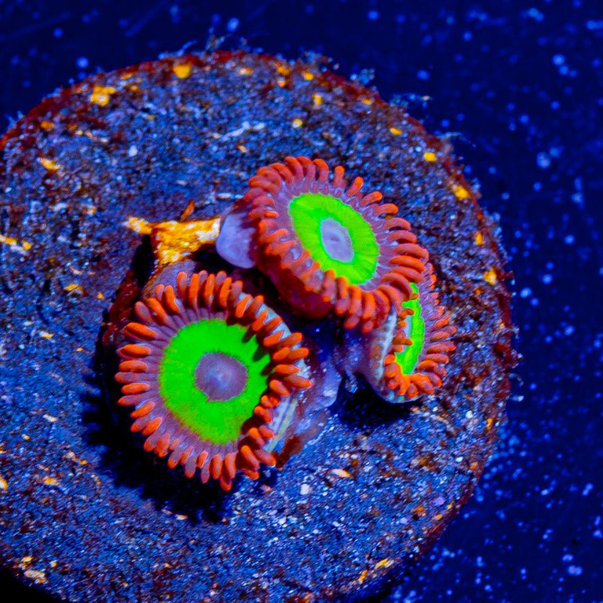 Emeralds on Fire Zoanthid