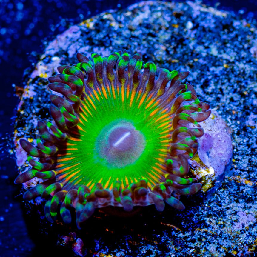 Latin Lover Zoanthid