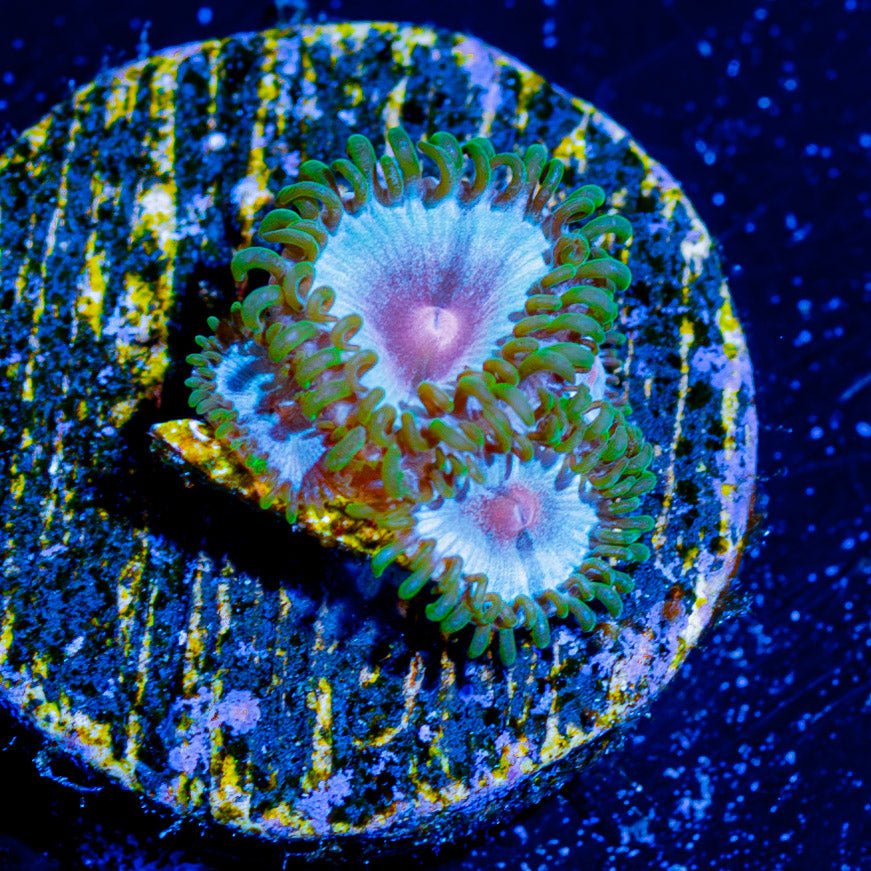 My Miami Zoanthid - riptide aquaculture llc