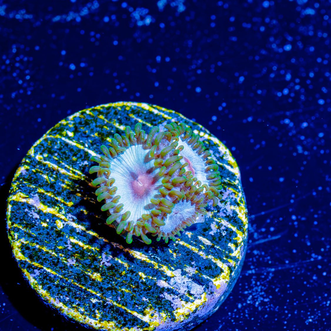 My Miami Zoanthid - riptide aquaculture llc