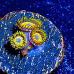 LA Laker Zoanthid