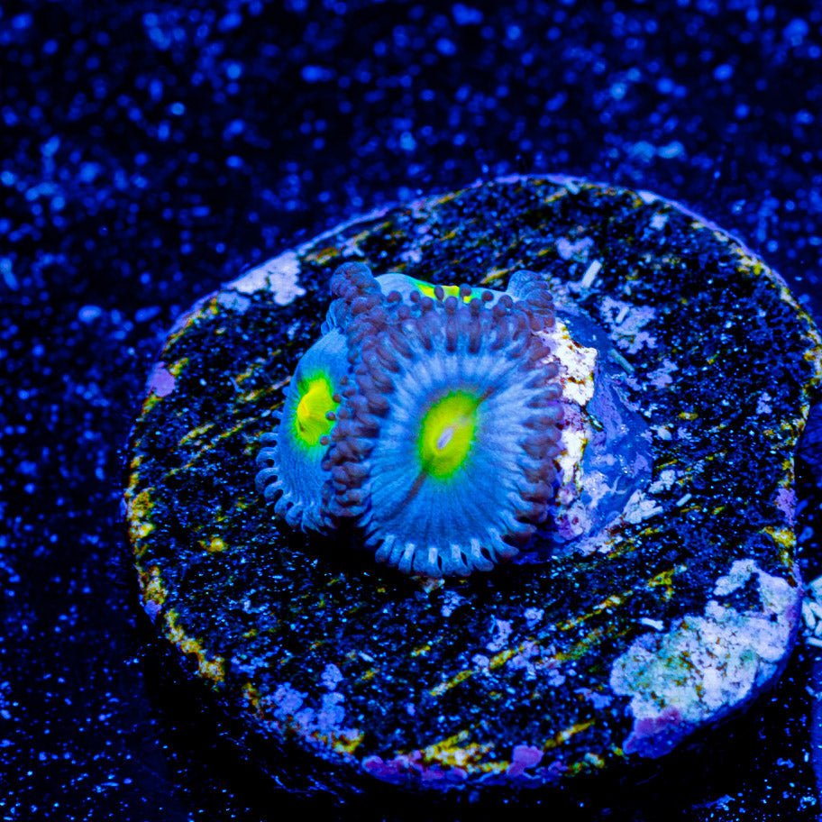 Aoi Zoanthid