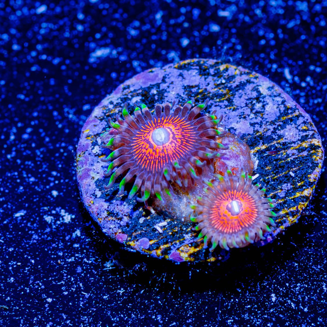 Aztec Warrior Zoanthid - riptide aquaculture llc