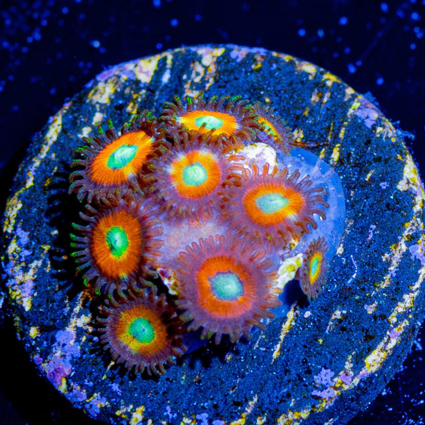 Taki's Zoanthid