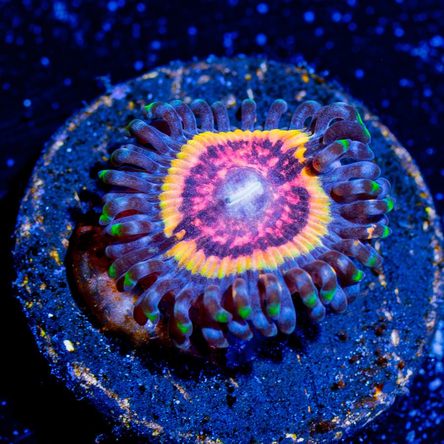 Valkyrie Zoanthid