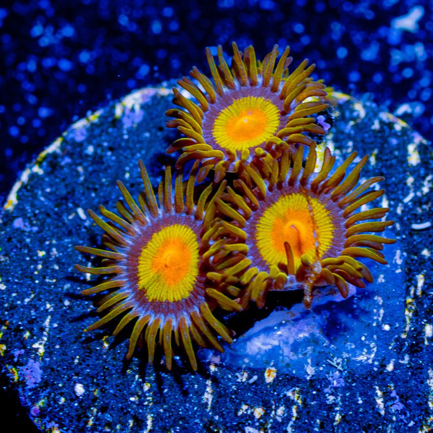 Tutti Frutti Zoanthid - riptide aquaculture llc