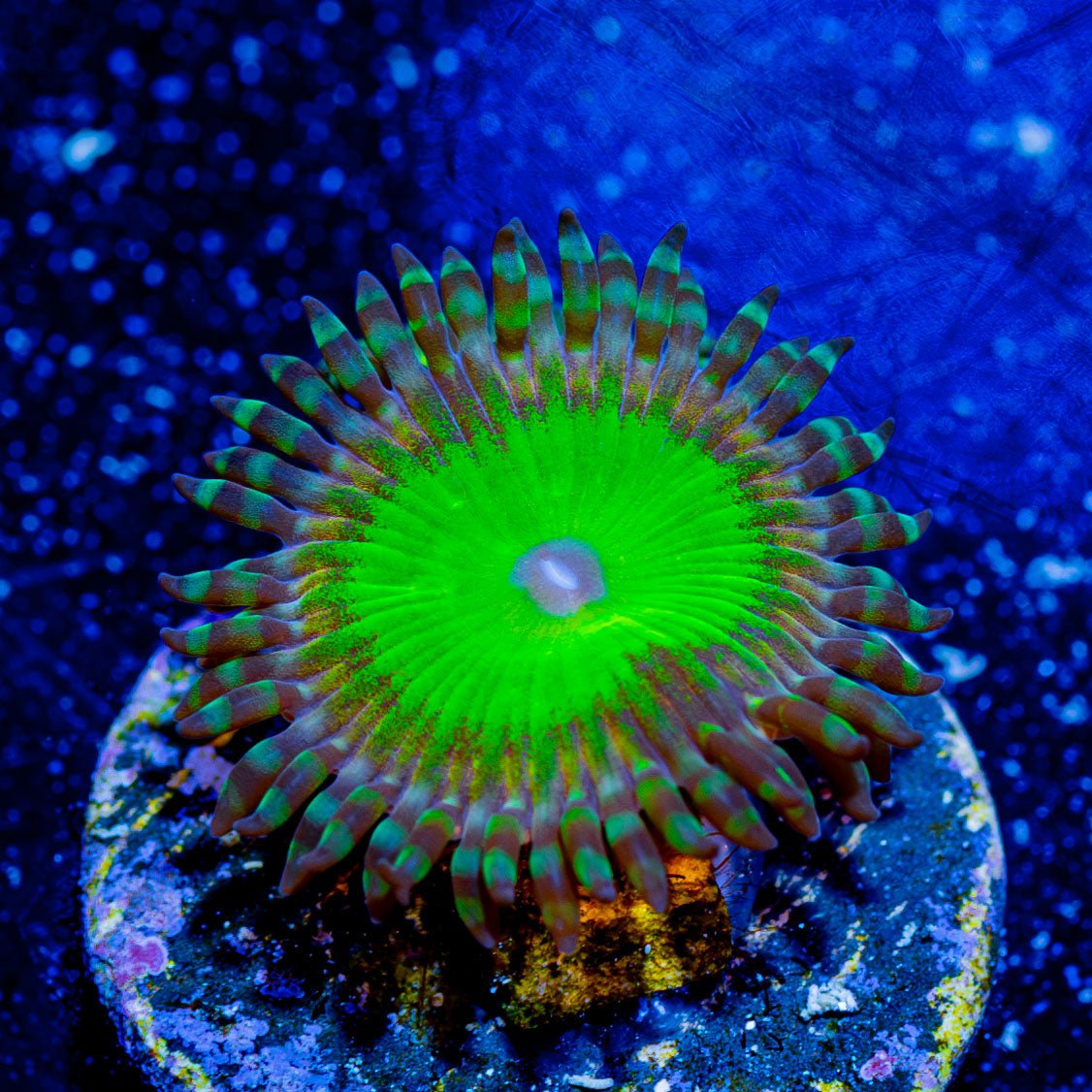 Candy Apple Green Zoanthid