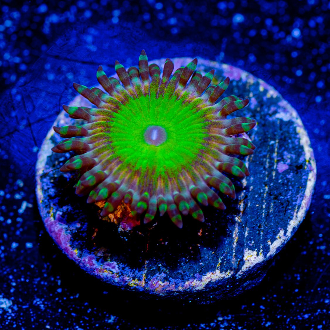 Candy Apple Green Zoanthid - riptide aquaculture llc