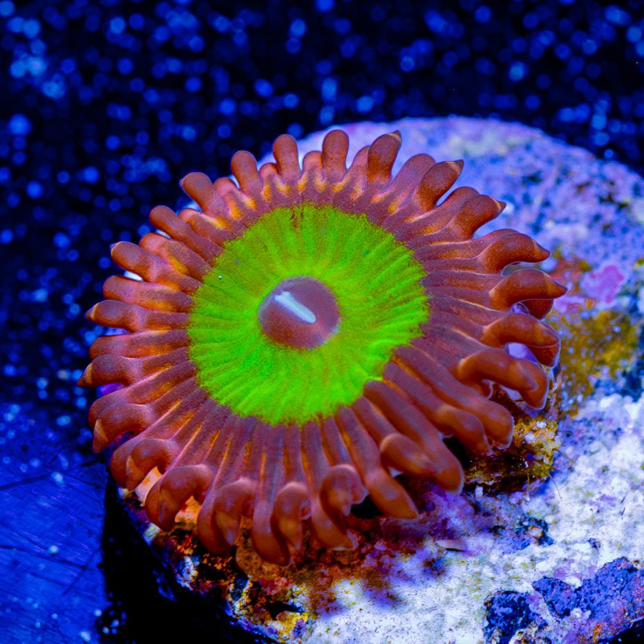 Pink Hippo Zoanthid