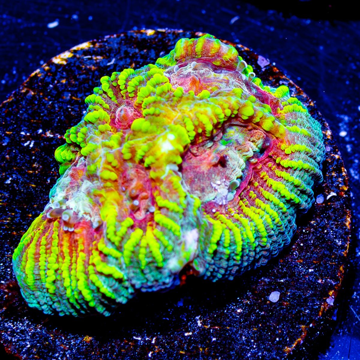 Hypnotic Favia - riptide aquaculture llc