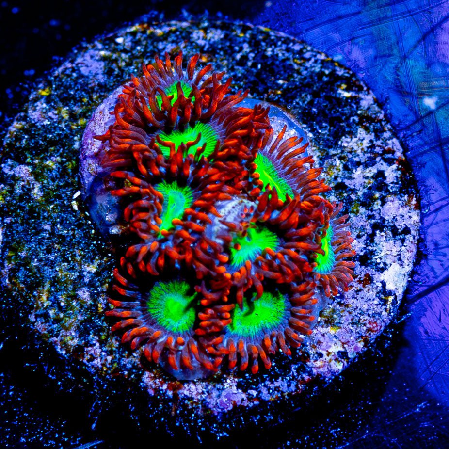 Zoanthid - riptide aquaculture llc