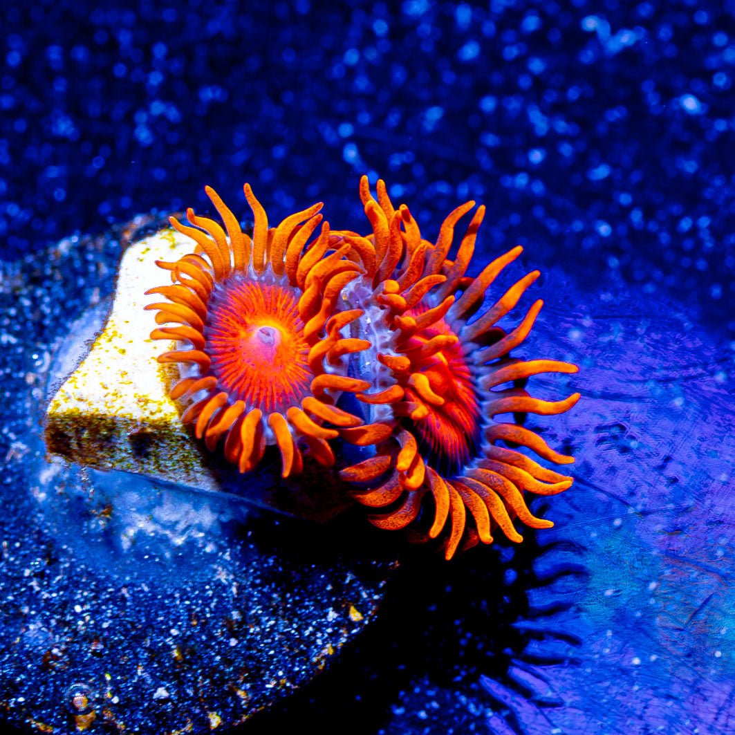 Orange Bam Bam Zoanthid - riptide aquaculture llc