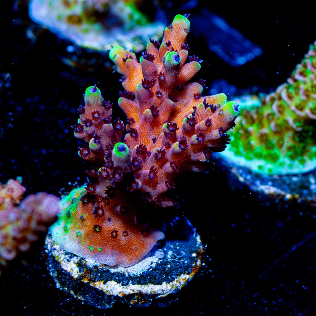 Pink Cadillac Acropora - riptide aquaculture llc