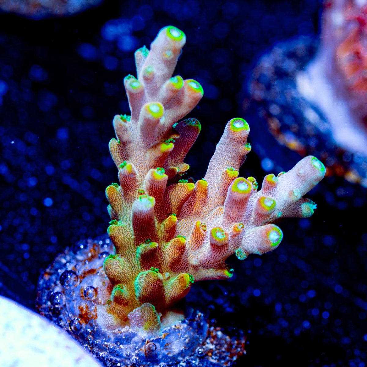 Bali Shortcake Acropora - riptide aquaculture llc