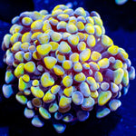 Yellow Hammer - riptide aquaculture llc