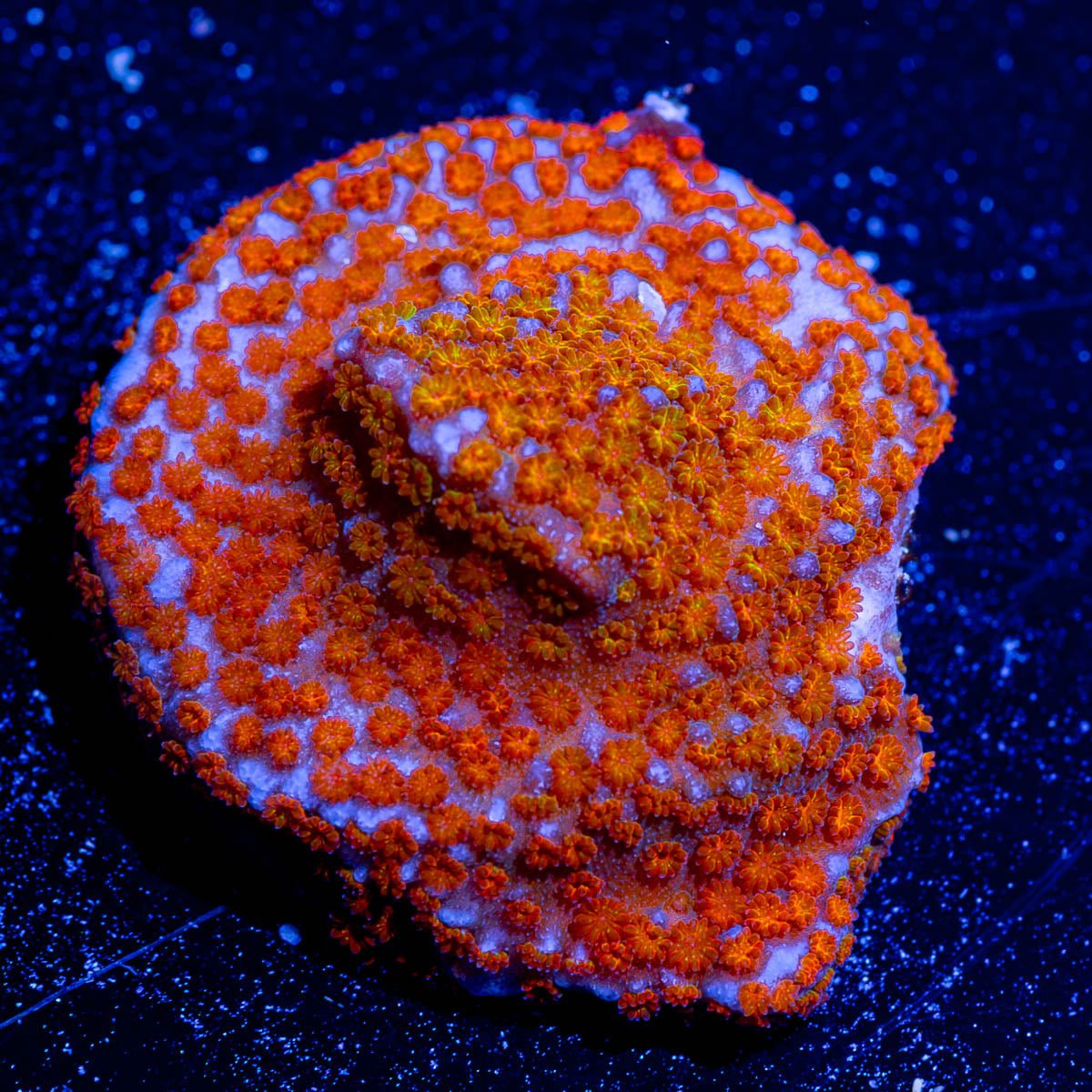 AquaMan Montipora - riptide aquaculture llc