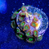 Oddball Zoanthid - riptide aquaculture llc