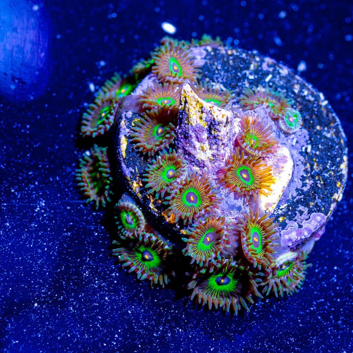 Oddball Zoanthid - riptide aquaculture llc