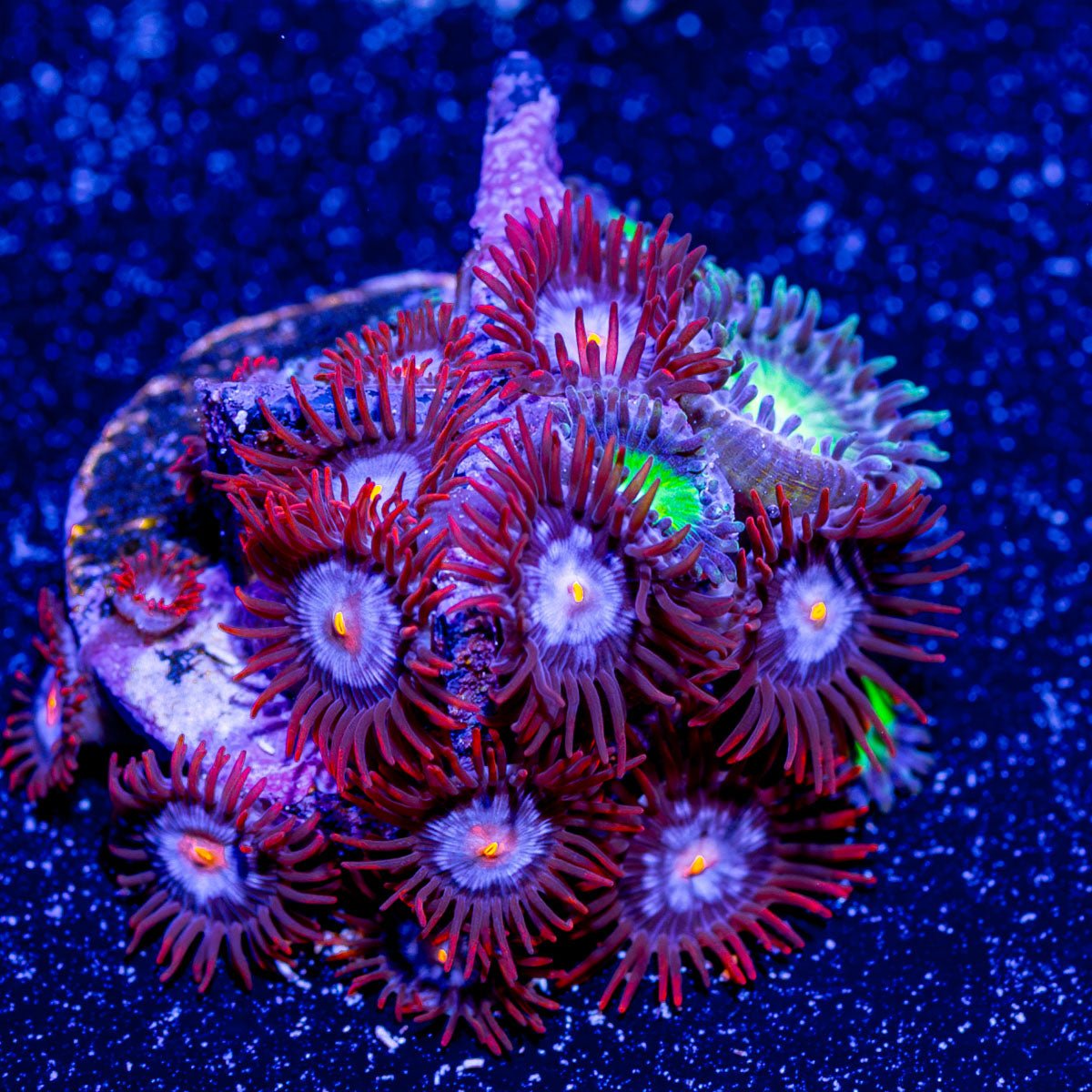 Stitches Zoanthid - riptide aquaculture llc