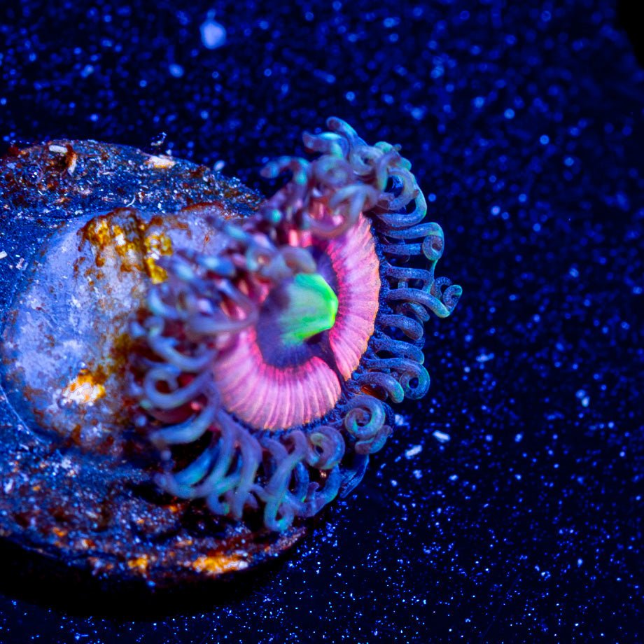 Daisy Duke Zoanthid - riptide aquaculture llc