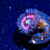 Daisy Duke Zoanthid - riptide aquaculture llc