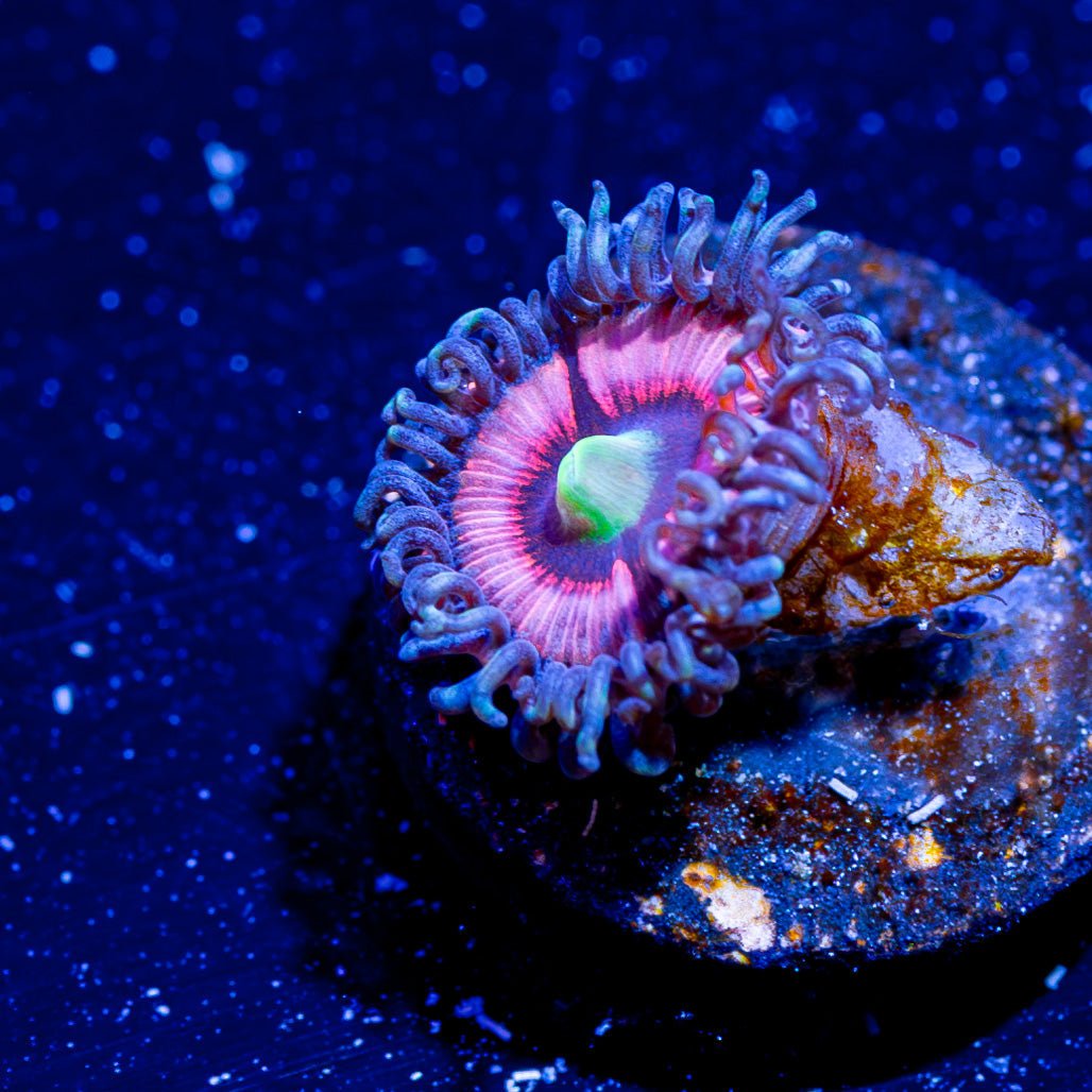 Daisy Duke Zoanthid - riptide aquaculture llc