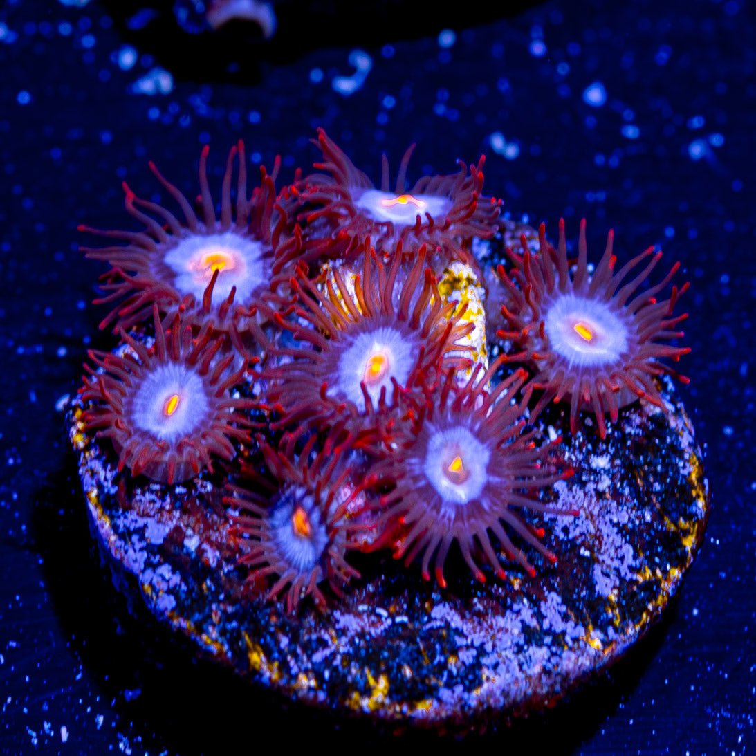 Stitches Zoanthid - riptide aquaculture llc