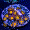 Tutti Fruity Zoanthid - riptide aquaculture llc