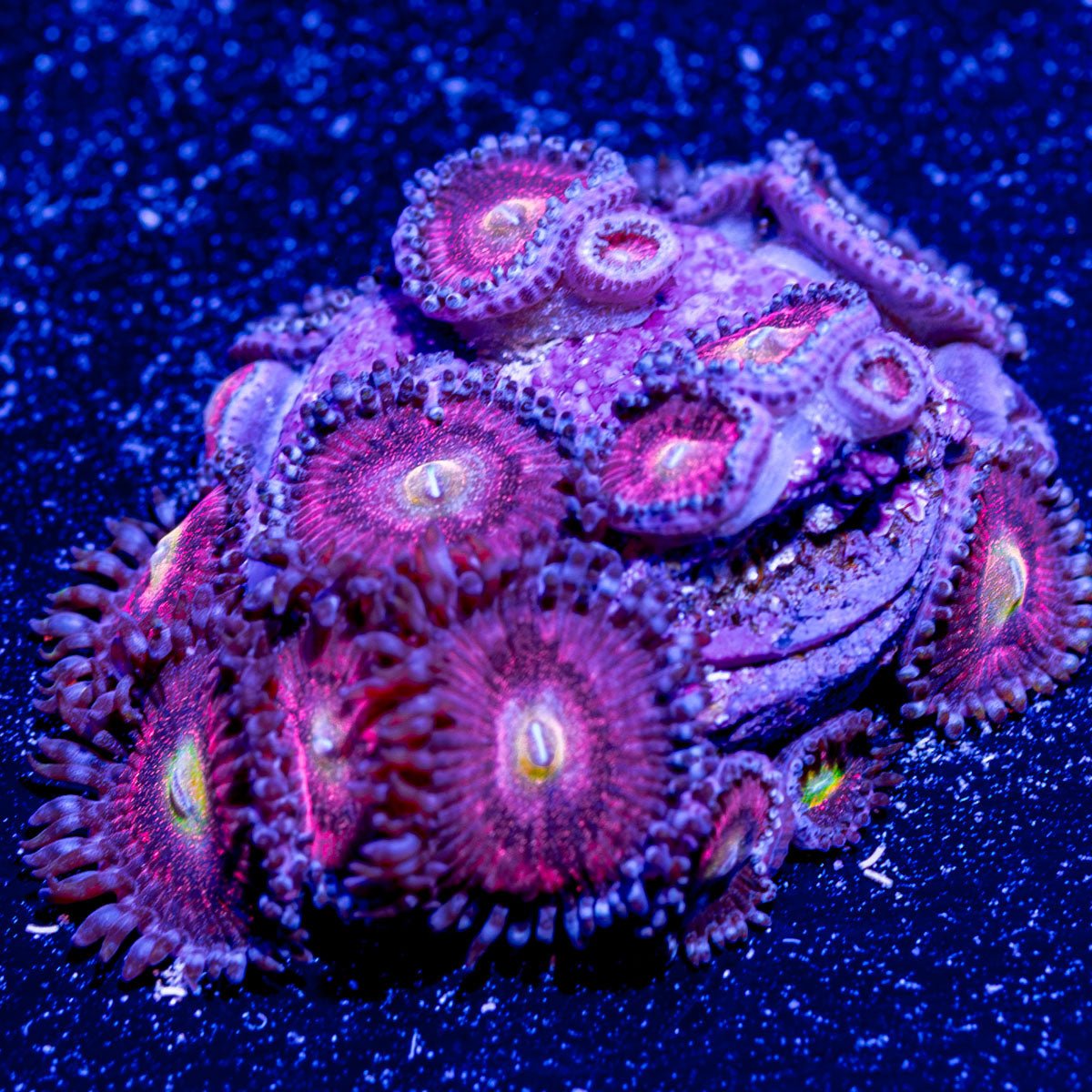 Strawberry Fields Zoanthid - riptide aquaculture llc