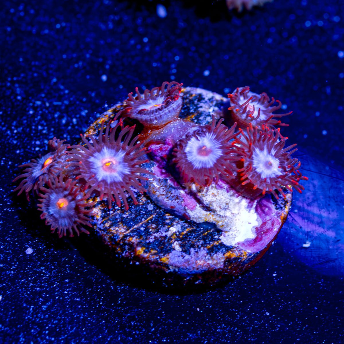 Stitches Zoanthid - riptide aquaculture llc