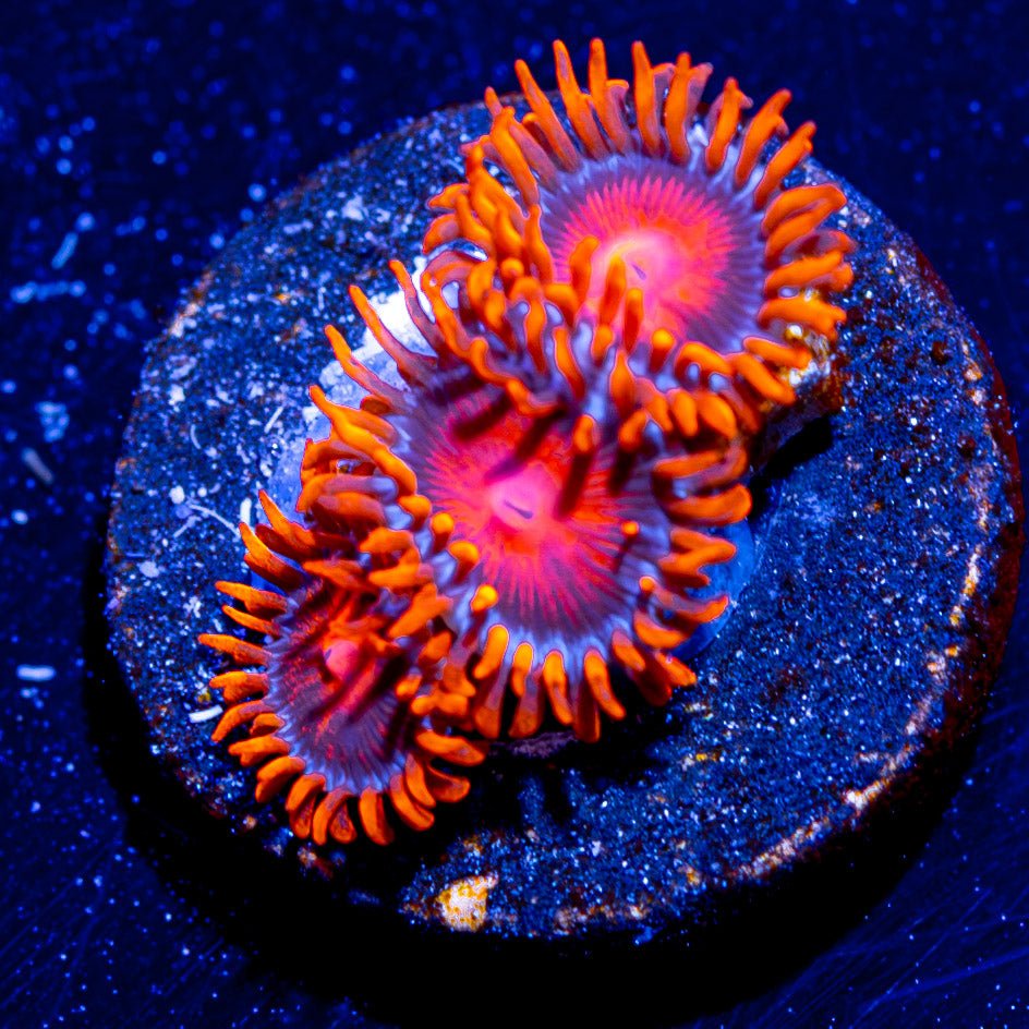 Orange Bam Bam Zoanthid - riptide aquaculture llc