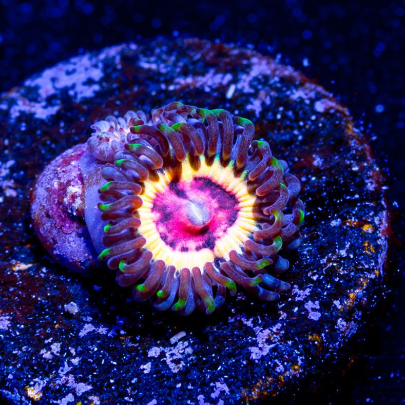 Valkyrie Zoanthid - riptide aquaculture llc