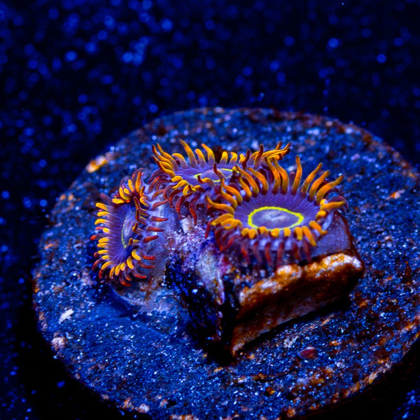 Rainbow Hornets Zoanthid - riptide aquaculture llc