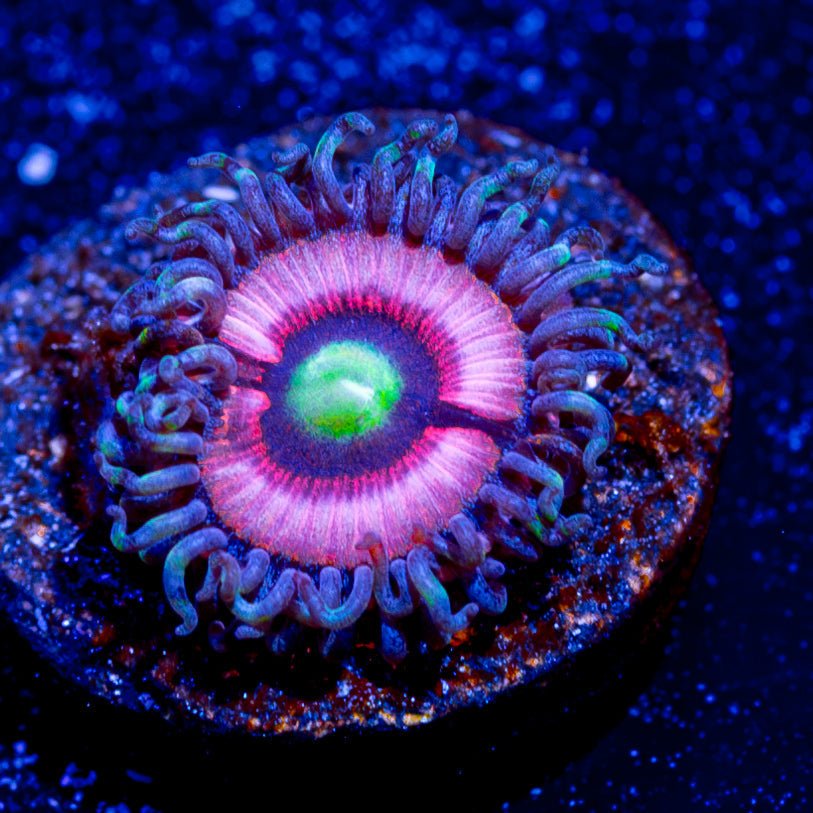 Daisy Duke Zoanthid - riptide aquaculture llc