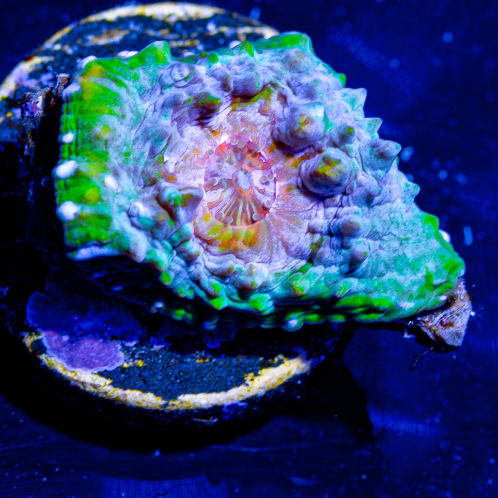 Pink Lemon - Aid Chalice - riptide aquaculture llc