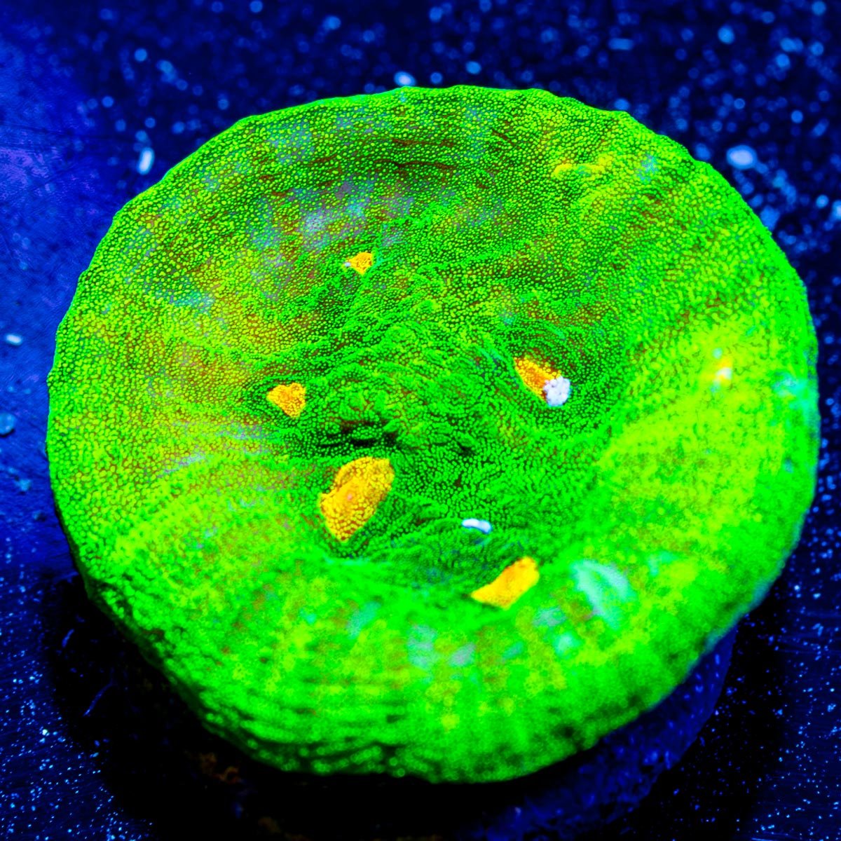 Space invaders Chalice - riptide aquaculture llc