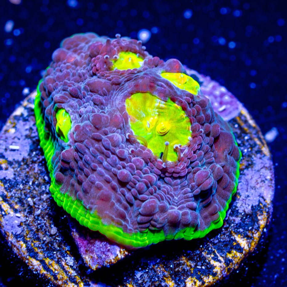 Watermelon Grape Chalice - riptide aquaculture llc