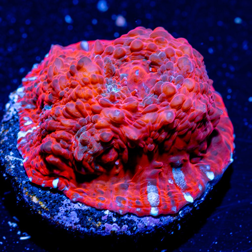 Lava Flow Chalice - riptide aquaculture llc