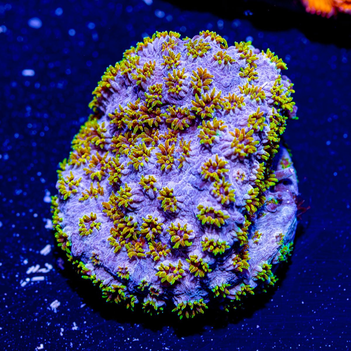 Starburst Cypreastrea - riptide aquaculture llc