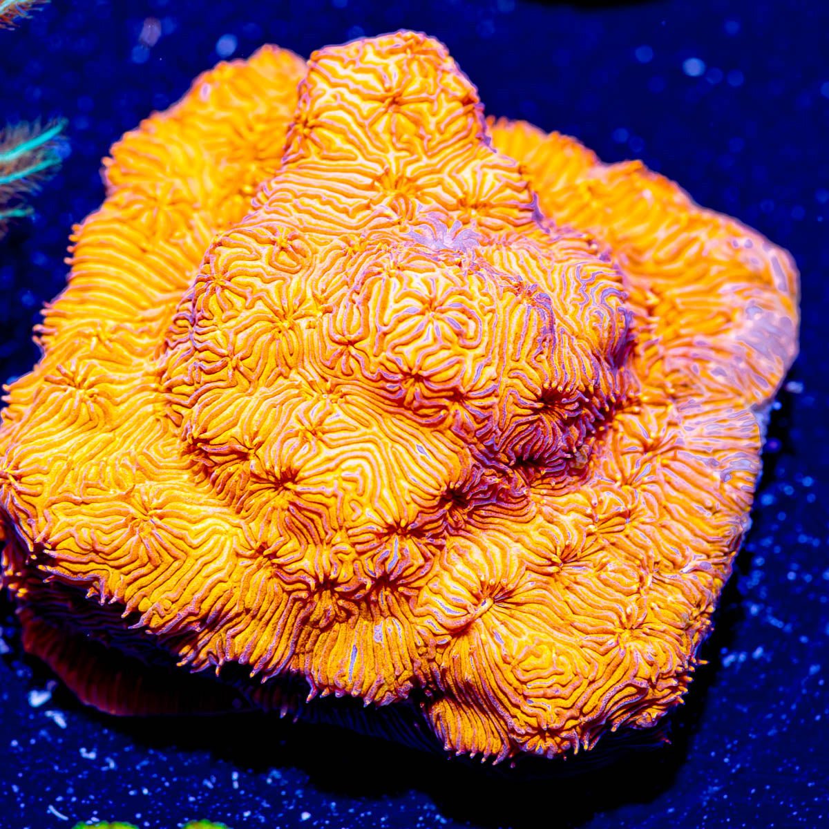 Orange Pavona - riptide aquaculture llc