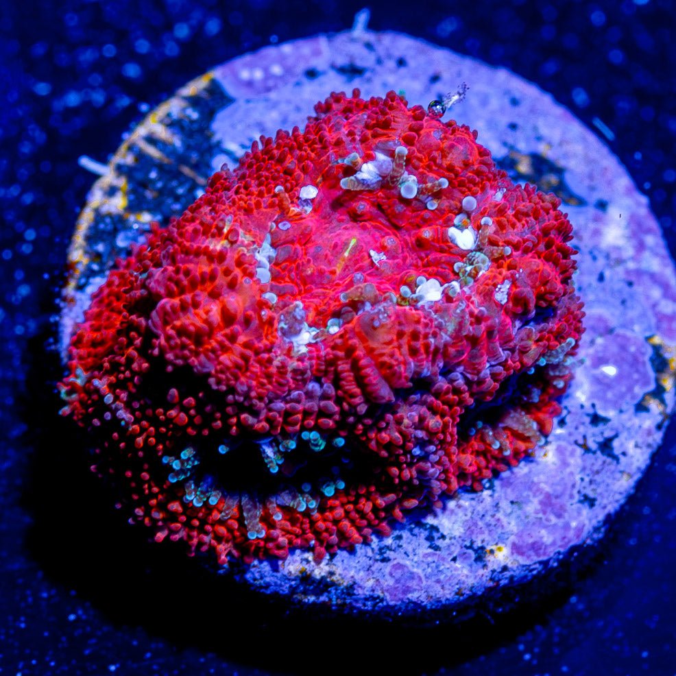 Heart Breaker Micromussa / Acan - riptide aquaculture llc