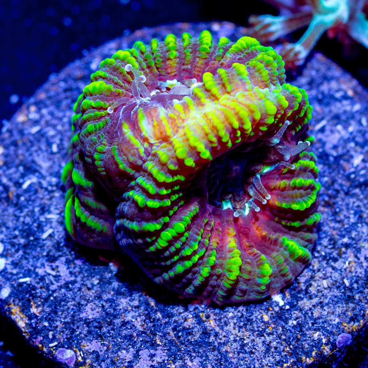 Hypnotic Favia - riptide aquaculture llc