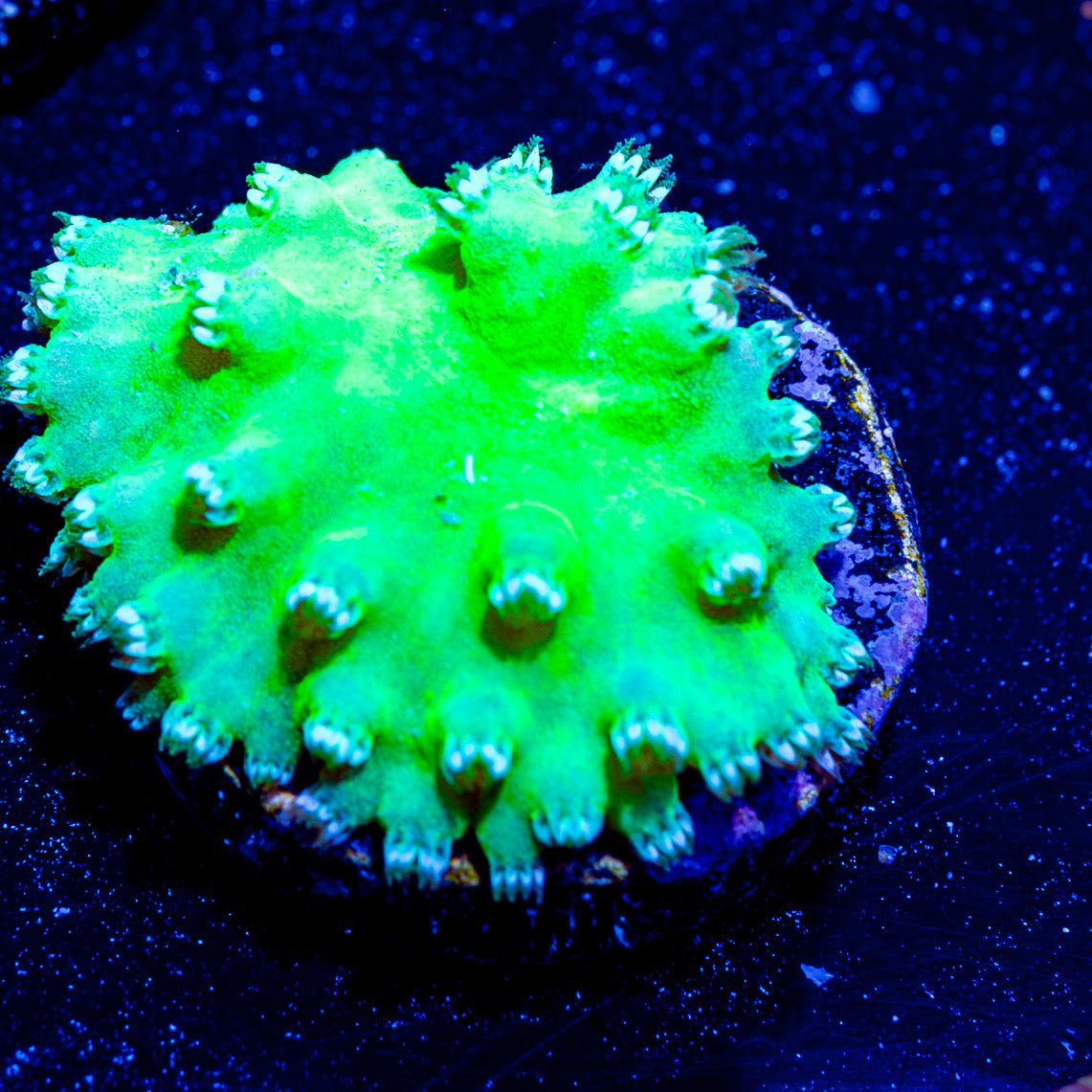 Neon Green Cabbage Leather - riptide aquaculture llc