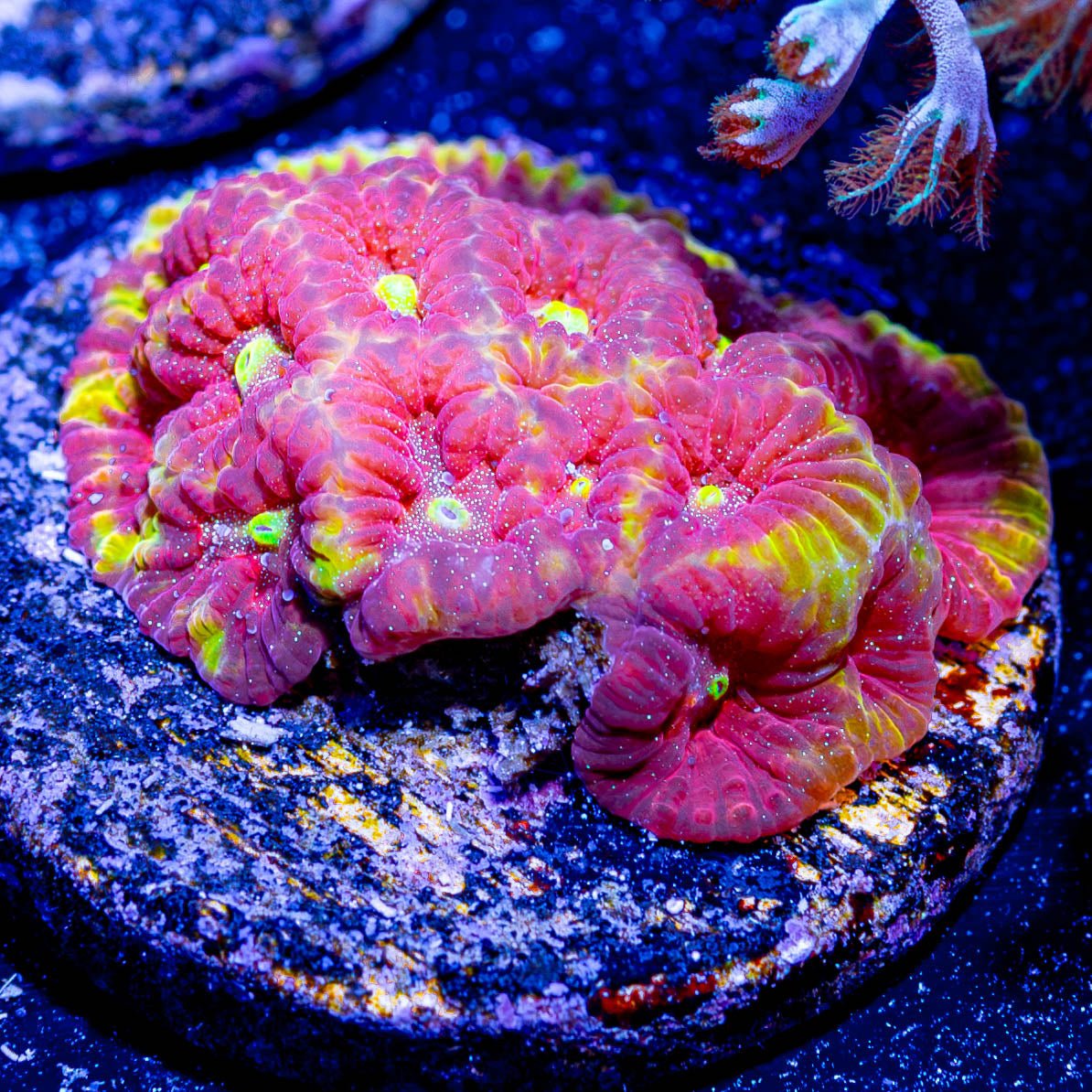 Conflict Diamond Favia - riptide aquaculture llc