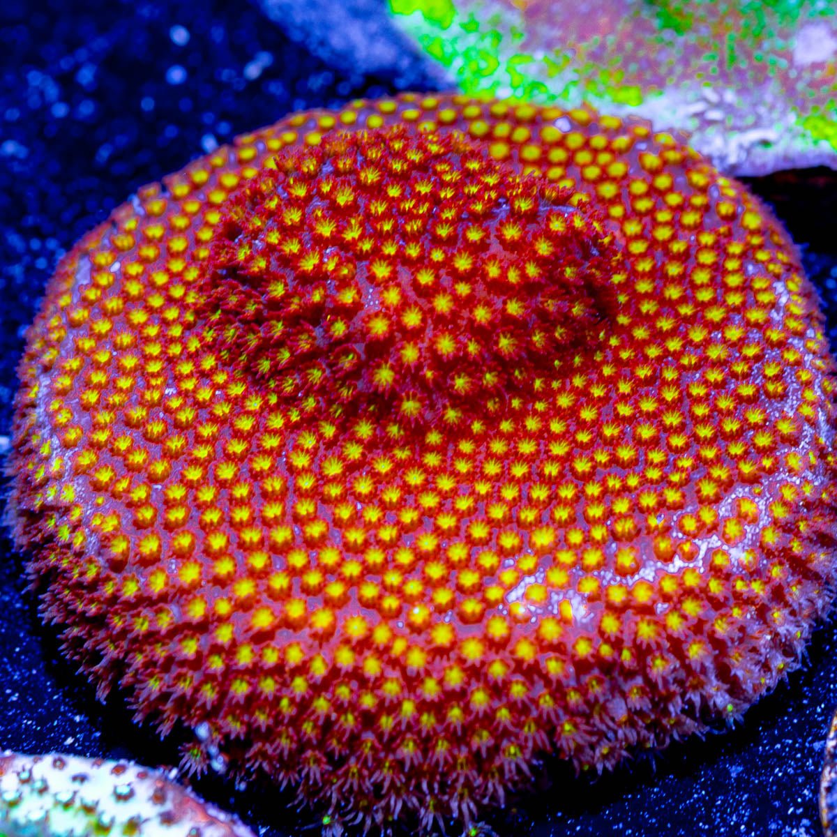 Close encounter Stylocoeniella - riptide aquaculture llc