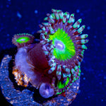 Candy Apple Greens Zoanthid - riptide aquaculture llc