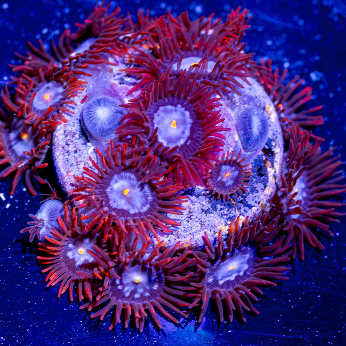 Alpha Omega Zoanthid - riptide aquaculture llc