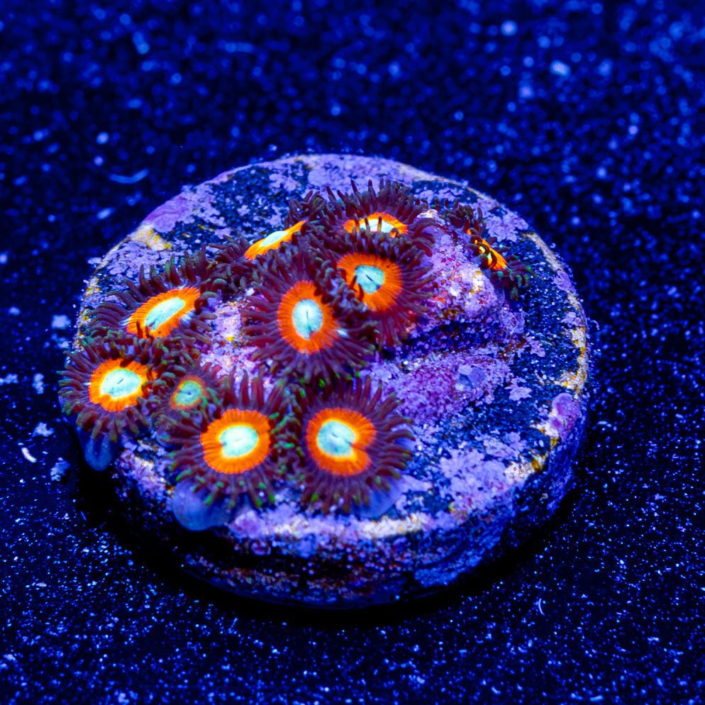 Taki Zoanthid - riptide aquaculture llc