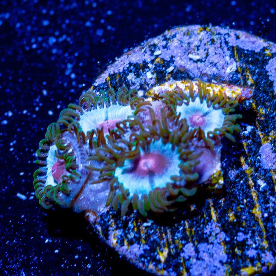 Mi Miami Zoanthid - riptide aquaculture llc