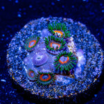 JF Fairy Tales Zoanthid - riptide aquaculture llc